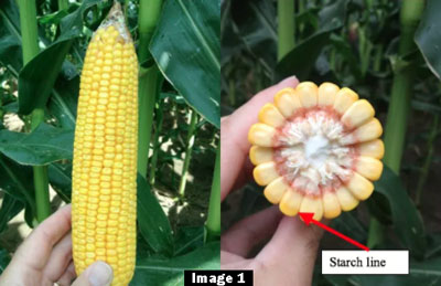 CORN PHYSIOLOGICAL MATURITY AND DRY DOWN